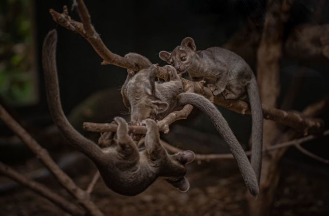 Las trillizas de fossa, de siete meses de edad, juegan en el recinto de Madagascar del zoo de Chester. Los fossas son el principal depredador en su hábitat natural, pero están muy amenazados por la pérdida de hábitat.