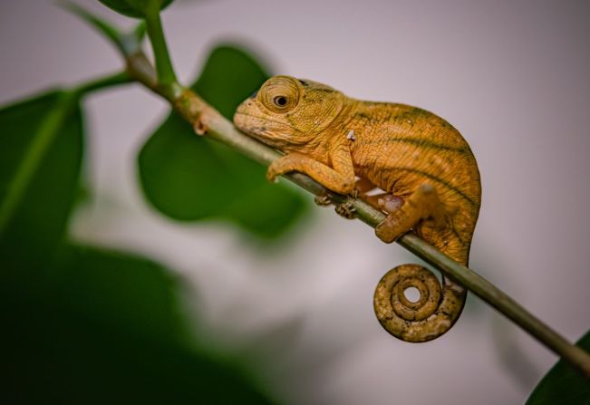 El programa de cría para la conservación del zoo de Chester no se limita a los mamíferos. Se están realizando varios esfuerzos para criar reptiles y anfibios. En octubre de 2022, el zoo dio la bienvenida a 10 camaleones de Parson, extremadamente raros, que miden 2 centímetros de largo y pesan sólo 1,5 gramos. La deforestación ha fragmentado gravemente el hábitat de la especie en Madagascar, lo que ha provocado un declive generalizado de la población.