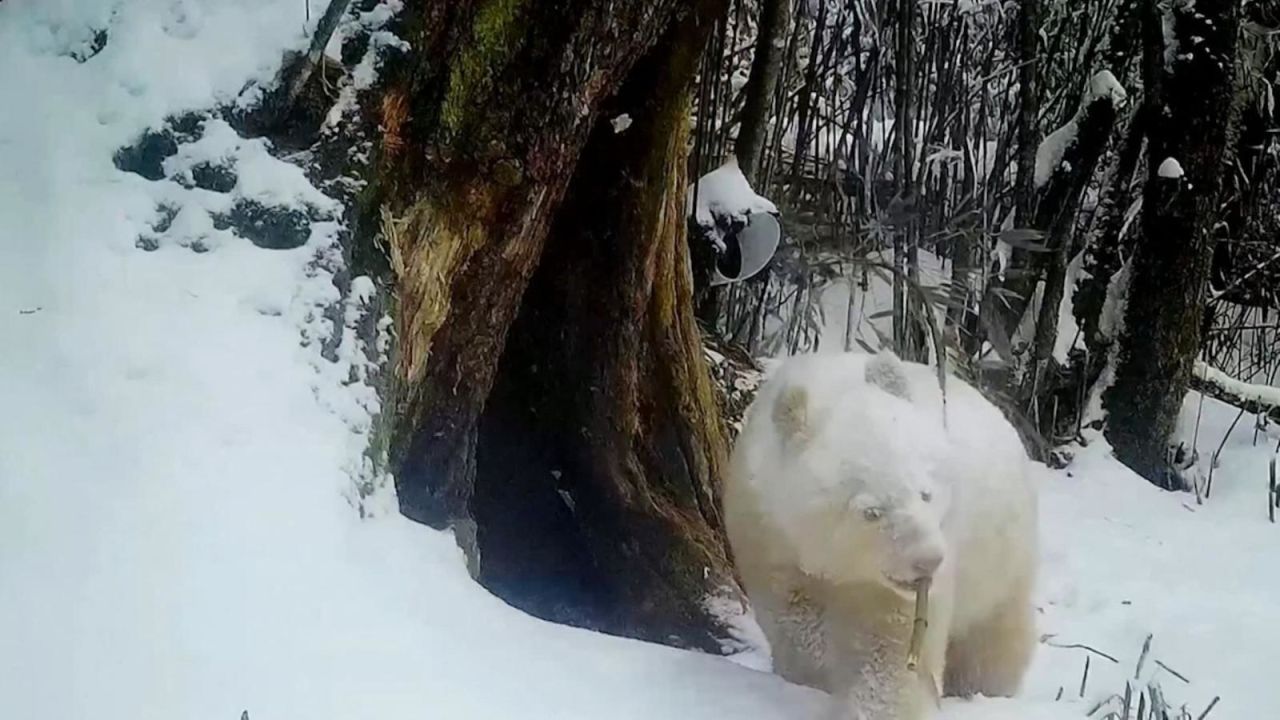 CNNE 1399802 - mira pasear a un panda totalmente blanco en una reserva de china