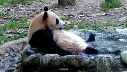 CNNE 1401589 - el momento en el que un panda toma un bano