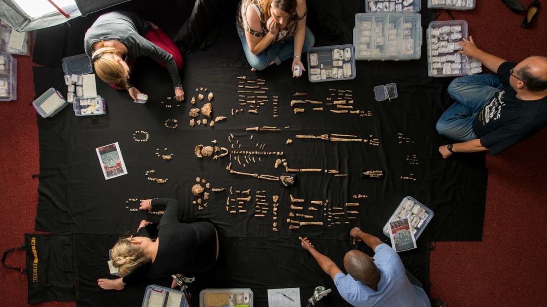 El equipo de estudio expone fósiles de Homo naledi en el Instituto de Estudios Evolutivos de la Universidad de Witwatersrand, en Johannesburgo.