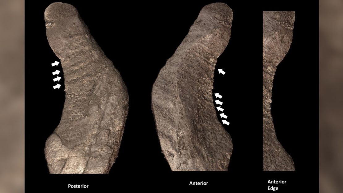 La "roca en forma de herramienta" fue probablemente enterrada cerca o agarrada en la mano de un joven adolescente Homo naledi enterrado en la Antecámara de la Colina. Las flechas señalan posibles estrías y líneas que son posibles pruebas de modificación o uso de desgaste en el borde de la roca.