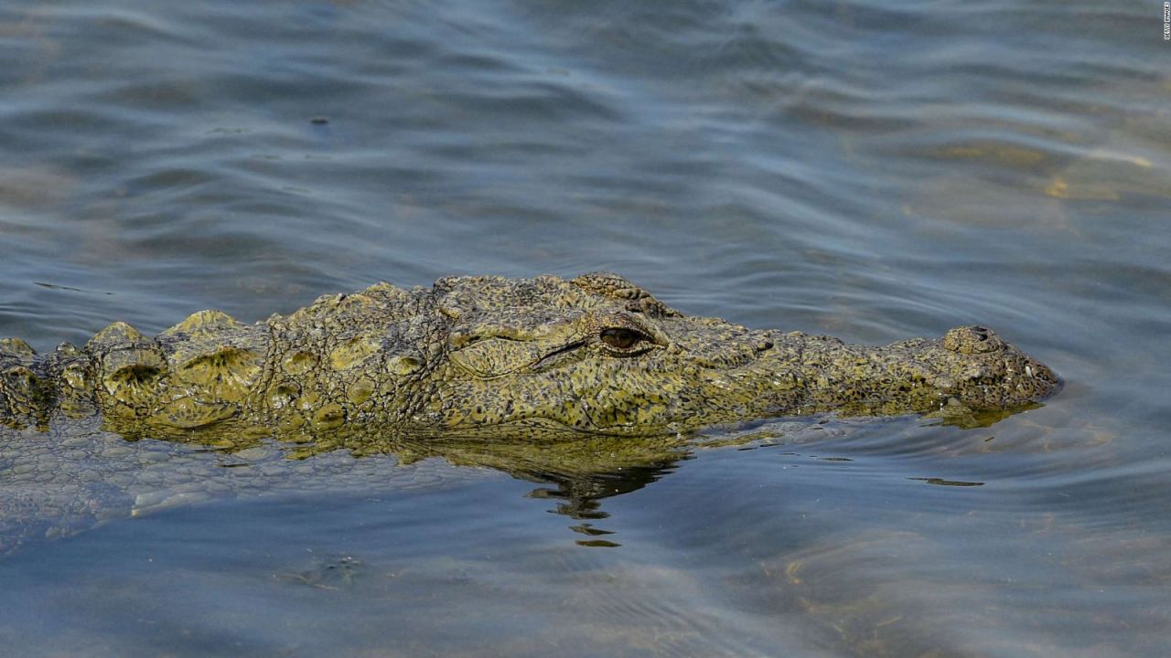 CNNE 1403645 - una sorprendente mirada al mundo de los cocodrilos en dubai