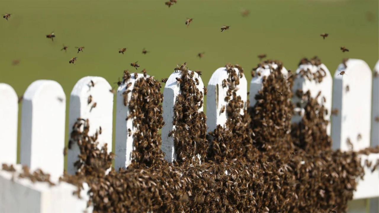 CNNE 1405476 - inesperada invasion de insectos logra suspender partido de cricket