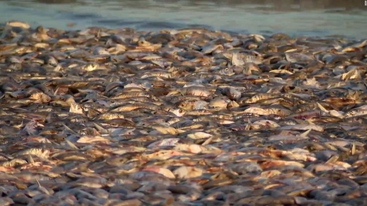 CNNE 1407069 - el fenomeno que causo la aparicion miles de peces muertos en costas de texas