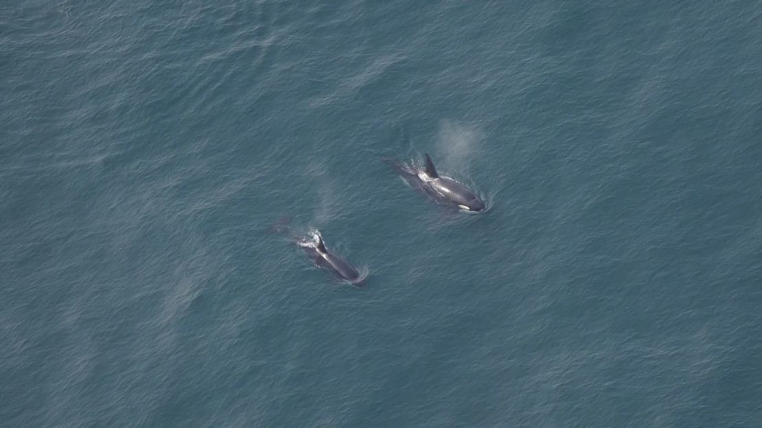 Katherine McKenna, investigadora científica adjunta del Acuario de Nueva Inglaterra, en Boston, se fijó inicialmente en dos orcas que rompían la superficie del agua.