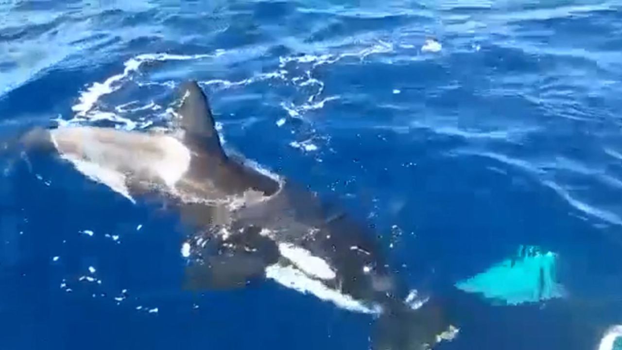 CNNE 1407902 - las orcas atacan barcos en europa