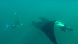 CNNE 1407927 - una aplicacion movil ayuda a la conservacion de las mantarrayas gigantes