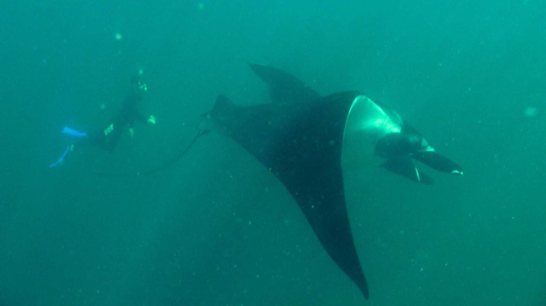 Kerstin Forsberg asegura que encontrarse con una mantarraya en el océano es una experiencia que te transforma.