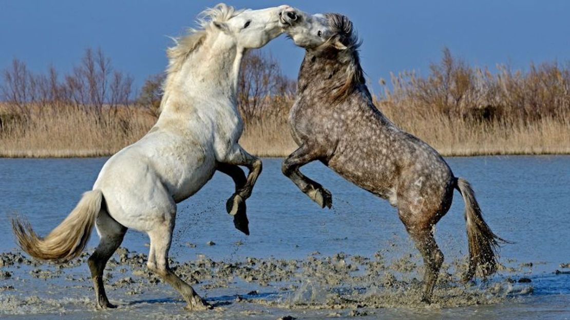 Los sementales luchan en un pantano en la región de Camargue de Provenza en Francia. David Tipling/Education Images/Universal Images Group/Getty Images