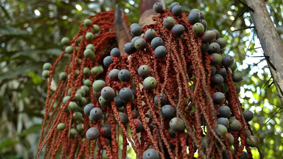 Parte de la supervivencia de los niños se debió al conocimiento de la palmera autóctona, la Oenocarpus Bataua.