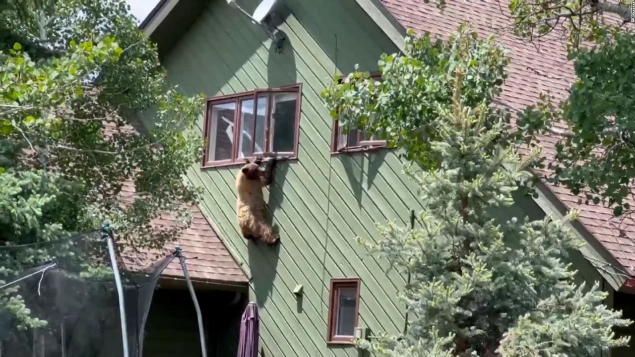 Un oso se trepa en la ventana de una casa en Colorado