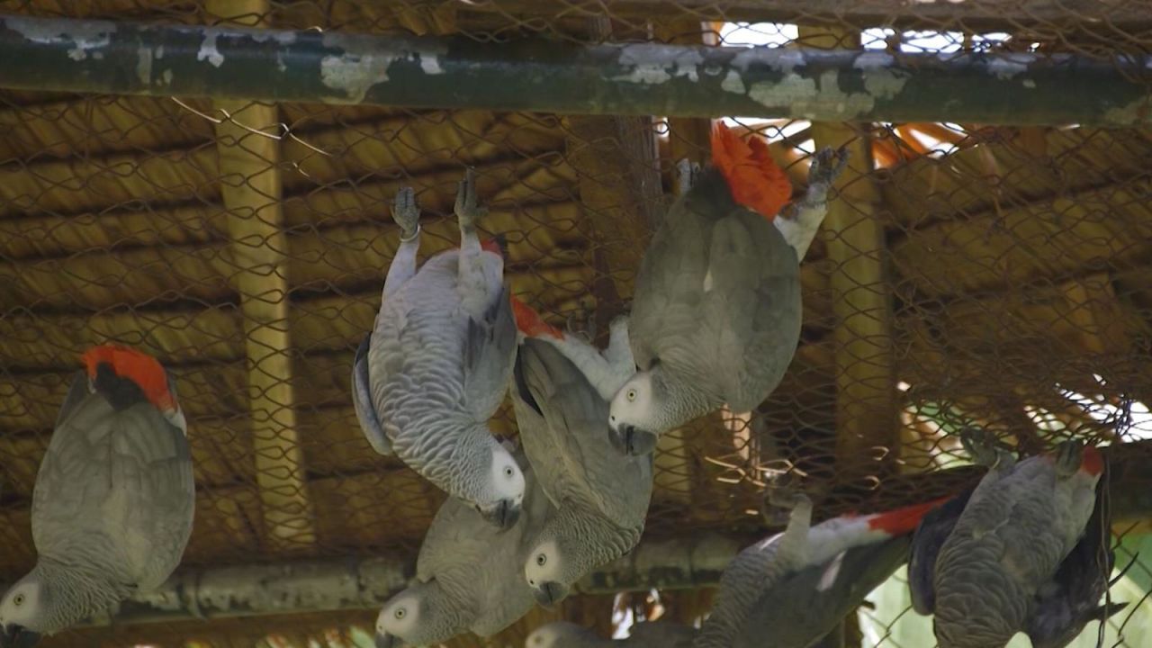 CNNE 1411136 - el loro gris africano, una de las especies mas traficadas del mundo