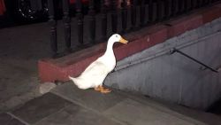 CNNE 1411254 - pato casi logra entrar en estacion del metro de ciudad de mexico