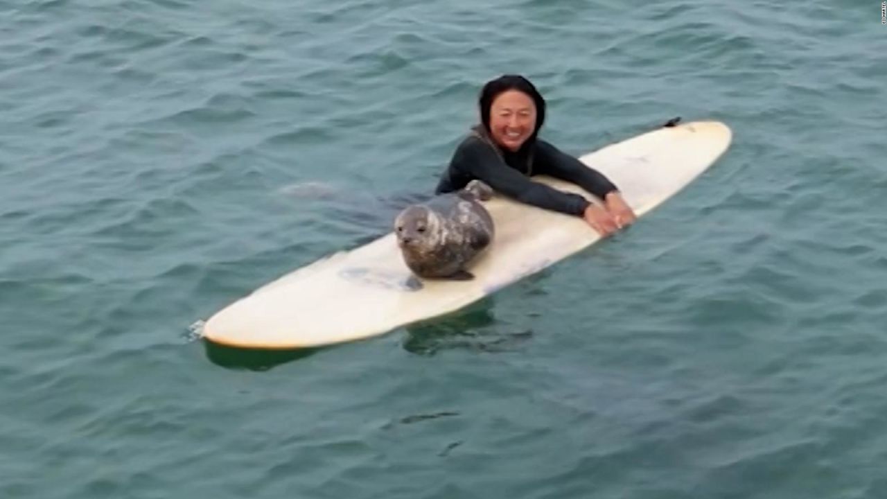 CNNE 1411791 - cria de foca muestra sus habilidades para el surf