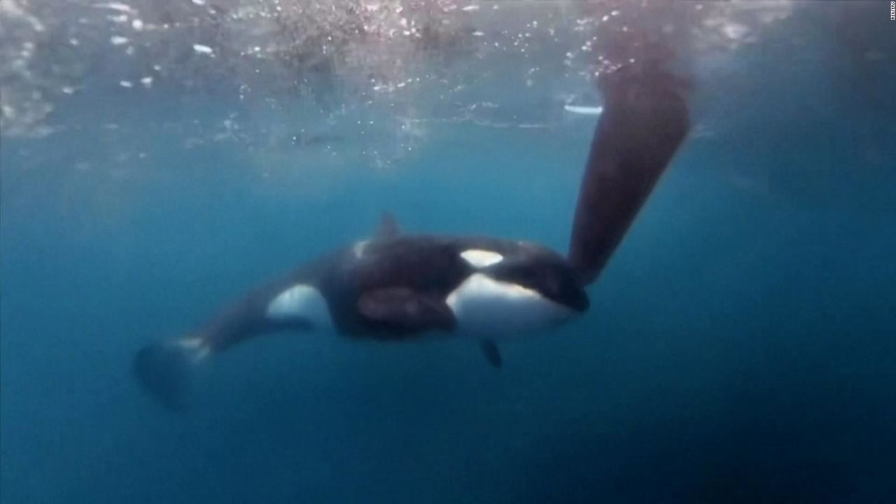 CNNE 1412120 - orca golpea el timon de un barco durante una regata