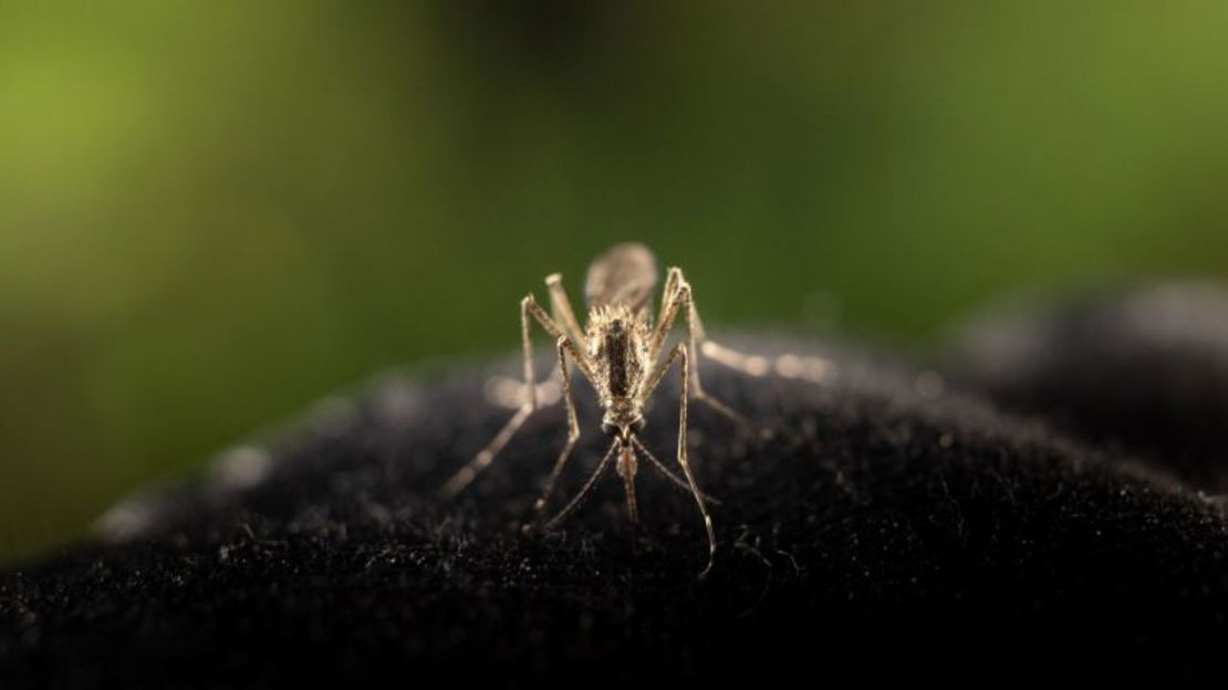 Los mosquitos matan a más personas que cualquier otro animal, ya que transmiten enfermedades como la malaria, el dengue y el virus del Nilo Occidental. Olivier Morin/AFP/Getty Images