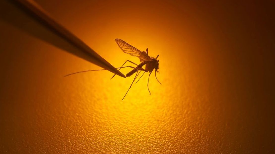 La picazón y la incomodidad de las picaduras de mosquitos vienen más tarde cuando el perpetrador ya no corre el riesgo de ser aplastado. Rick Bowmer/AP