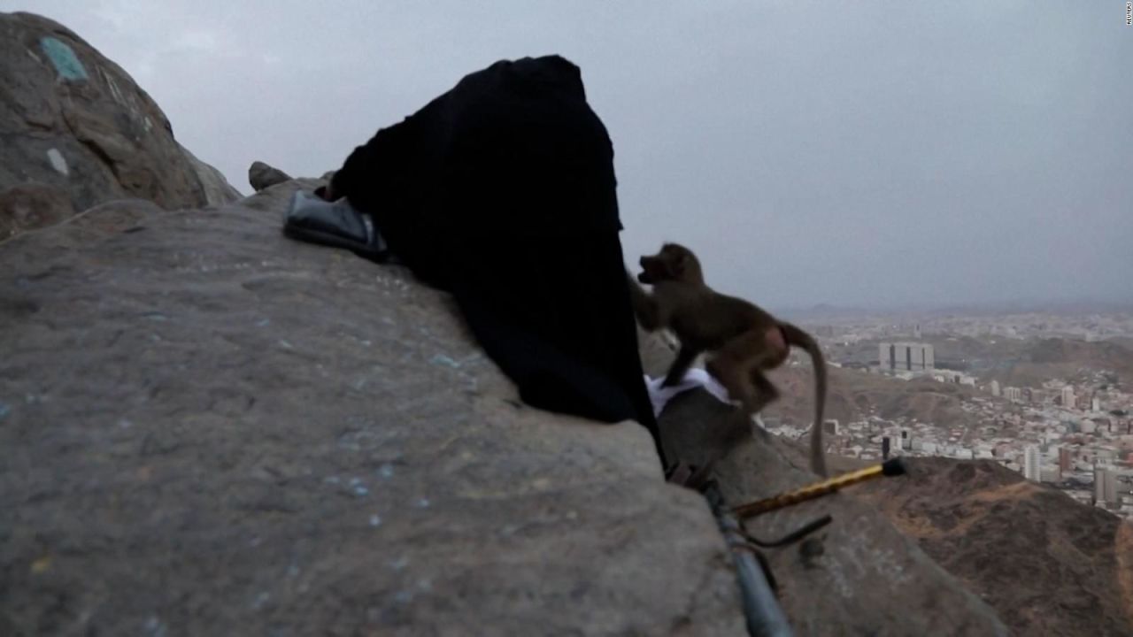 CNNE 1413085 - un mono roba ropa a peregrinos musulmanes