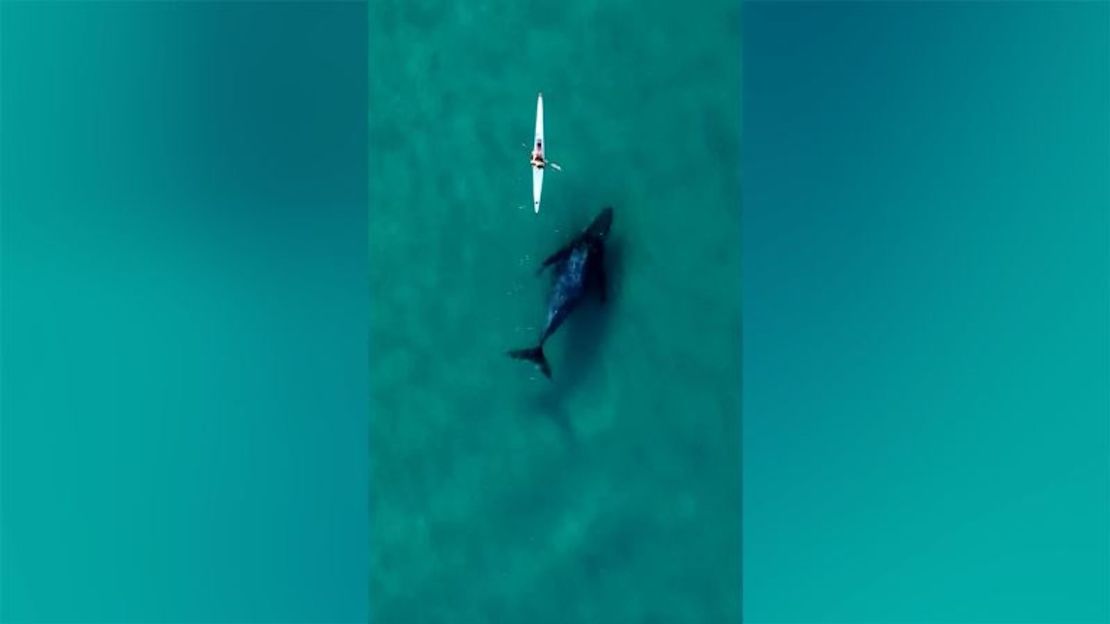 Una ballena nada junto a un kayakista en el agua en la playa Bondi de Sydney.