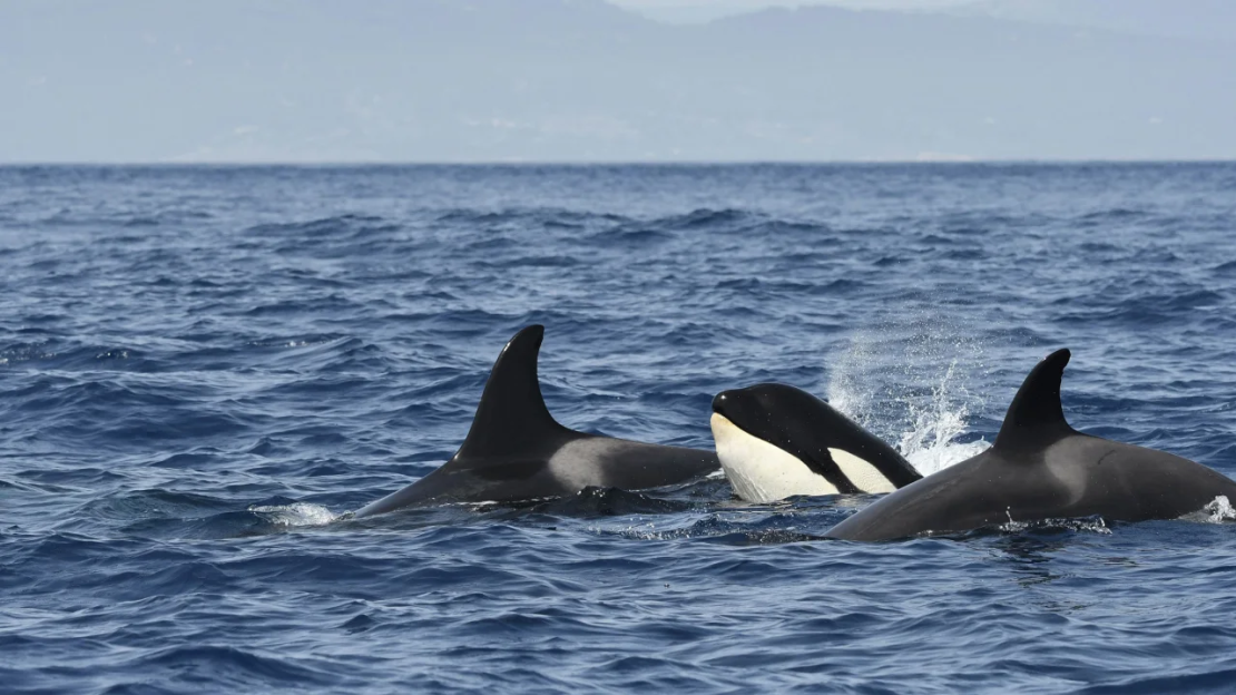 Una manada de orcas (Orcinus orca) nada junta en el estrecho de Gibraltar en agosto. La subpoblación de 40 orcas del Estrecho está en peligro crítico, según la Unión Internacional para la Conservación de la Naturaleza.