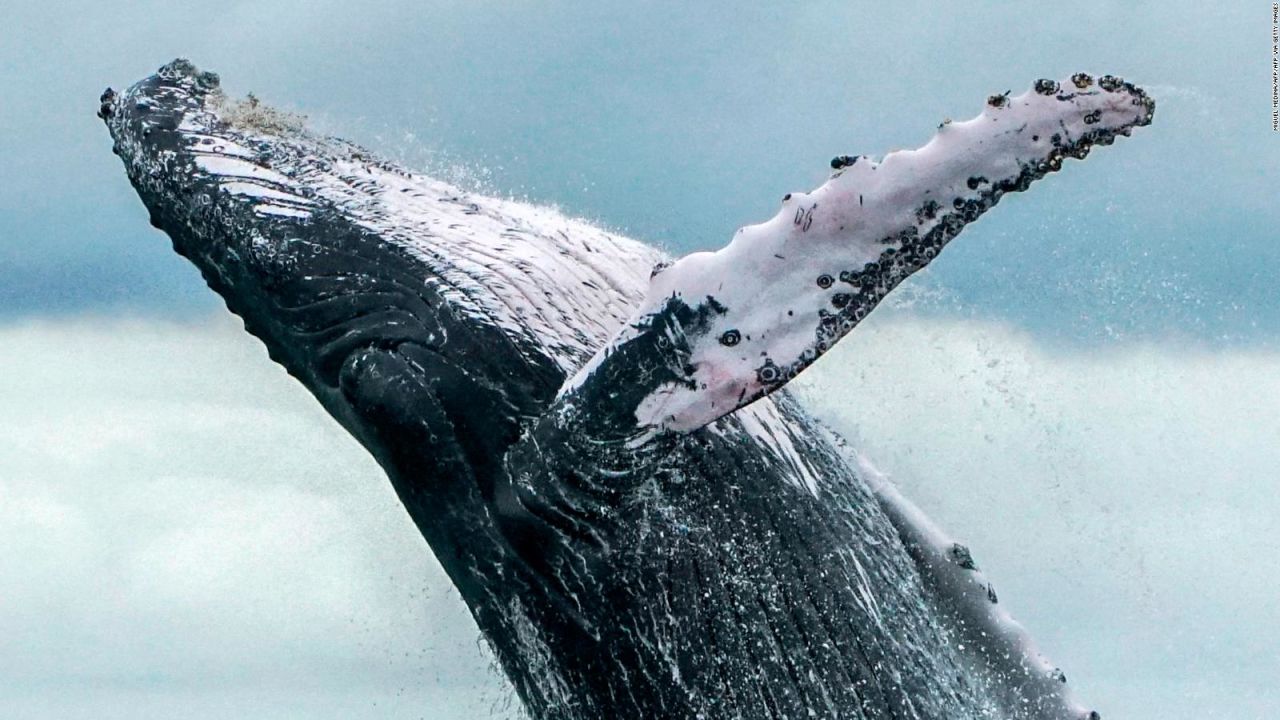 CNNE 1413844 - avistan a miles de ballenas jorobadas en australia