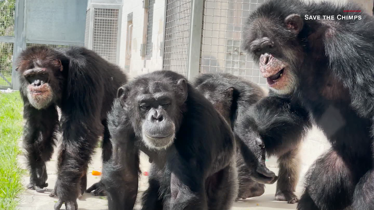 CNNE 1413923 - mira la reaccion de esta chimpance al ver el cielo por primera vez