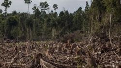 CNNE 1413969 - la destruccion de la selva tropical se disparo en 2022