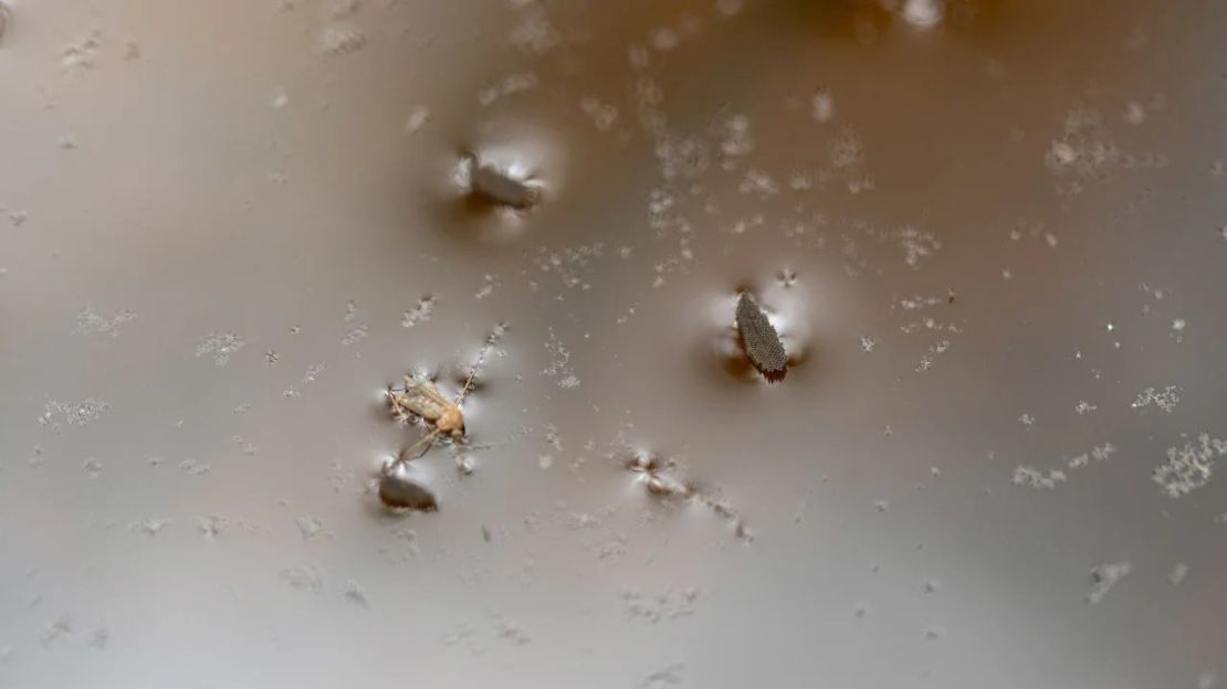 Huevos de mosquito flotan junto a un mosquito muerto en el agua estancada en una trampa de cuenca colocada por el Departamento Metropolitano de Salud y Bienestar de Louisville el 25 de agosto de 2021 en Louisville, Kentucky. Crédito:  Jon Cherry/Getty Images