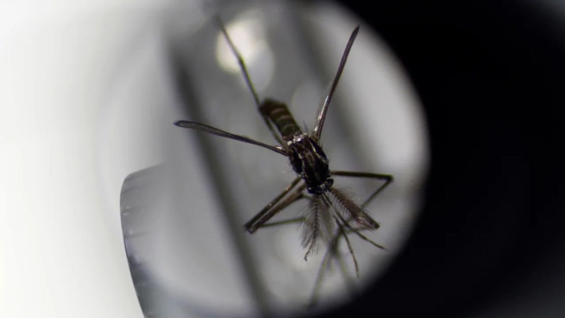 Un mosquito Aedes aegypti bajo el microscopio en las instalaciones de producción de mosquitos de la Agencia Nacional de Medio Ambiente en Singapur. Crédito: Edgar Su/Reuters