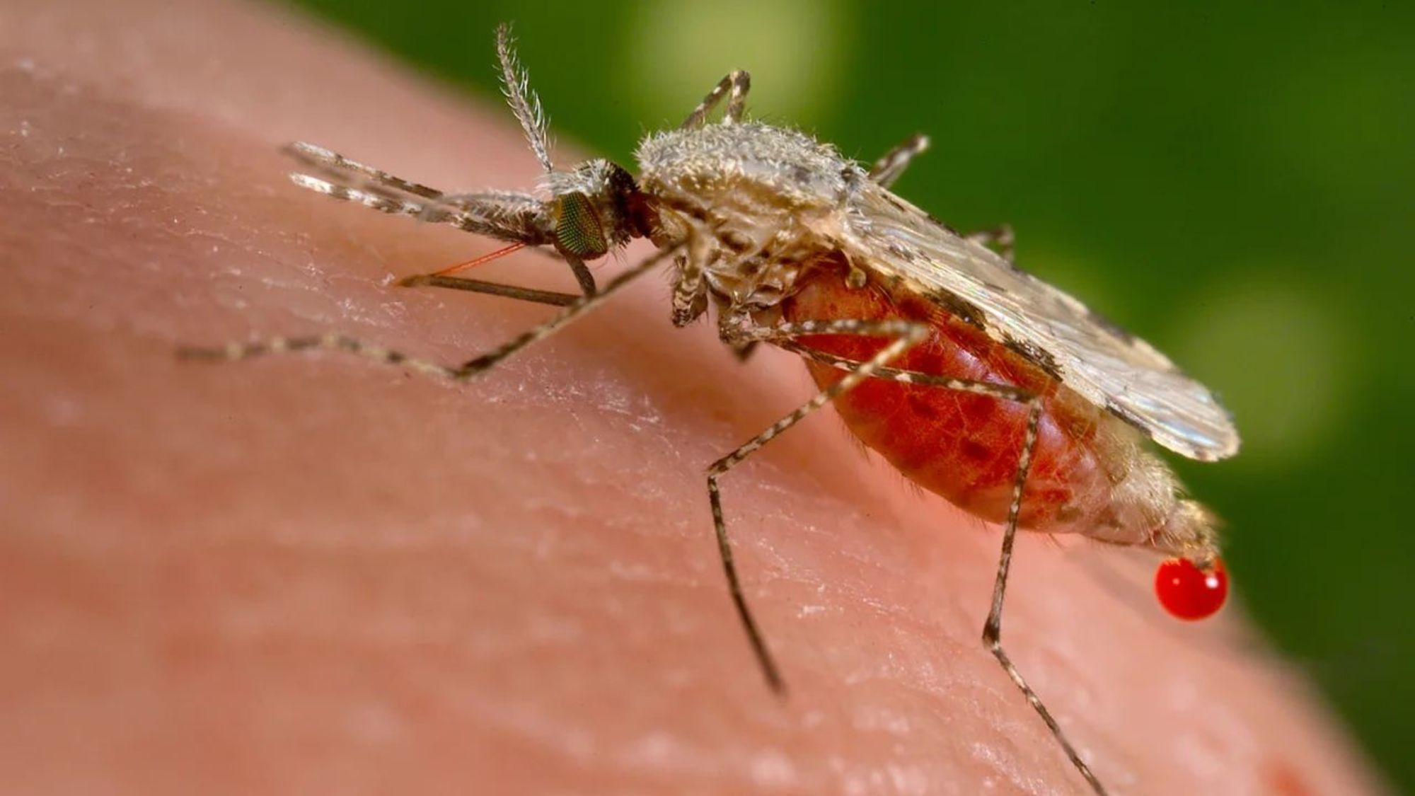 CNNE 1414810 - 230627172457-02-mosquito-borne-diseases-dengue-malaria-climate