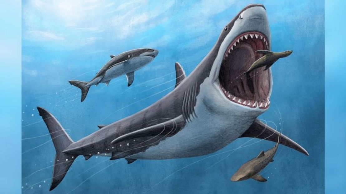 Un nuevo estudio encuentra que el antiguo tiburón Otodus megalodon (aquí en una ilustración) era parcialmente de sangre caliente. Esta característica puede haber jugado un papel en la extinción del peligroso depredador del ápice.