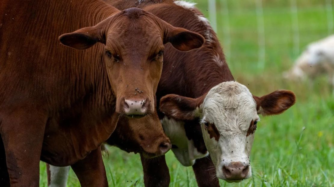 A menudo se culpa a las vacas y a la producción de carne de res como una industria clave que tiene que cambiar para mitigar el cambio climático. Crédito: Evelio Contreras/CNN