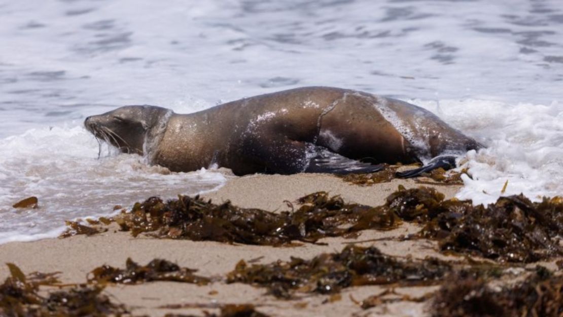 Un león marino enfermo marcado con pintura y abandonado en Redondo Beach, California.