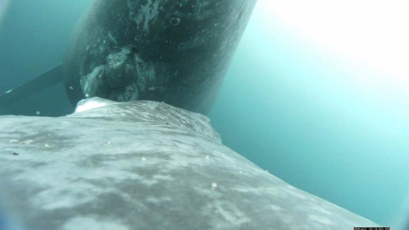 Científicos captan primeras imágenes de una ballena jorobada amamantando a su cría