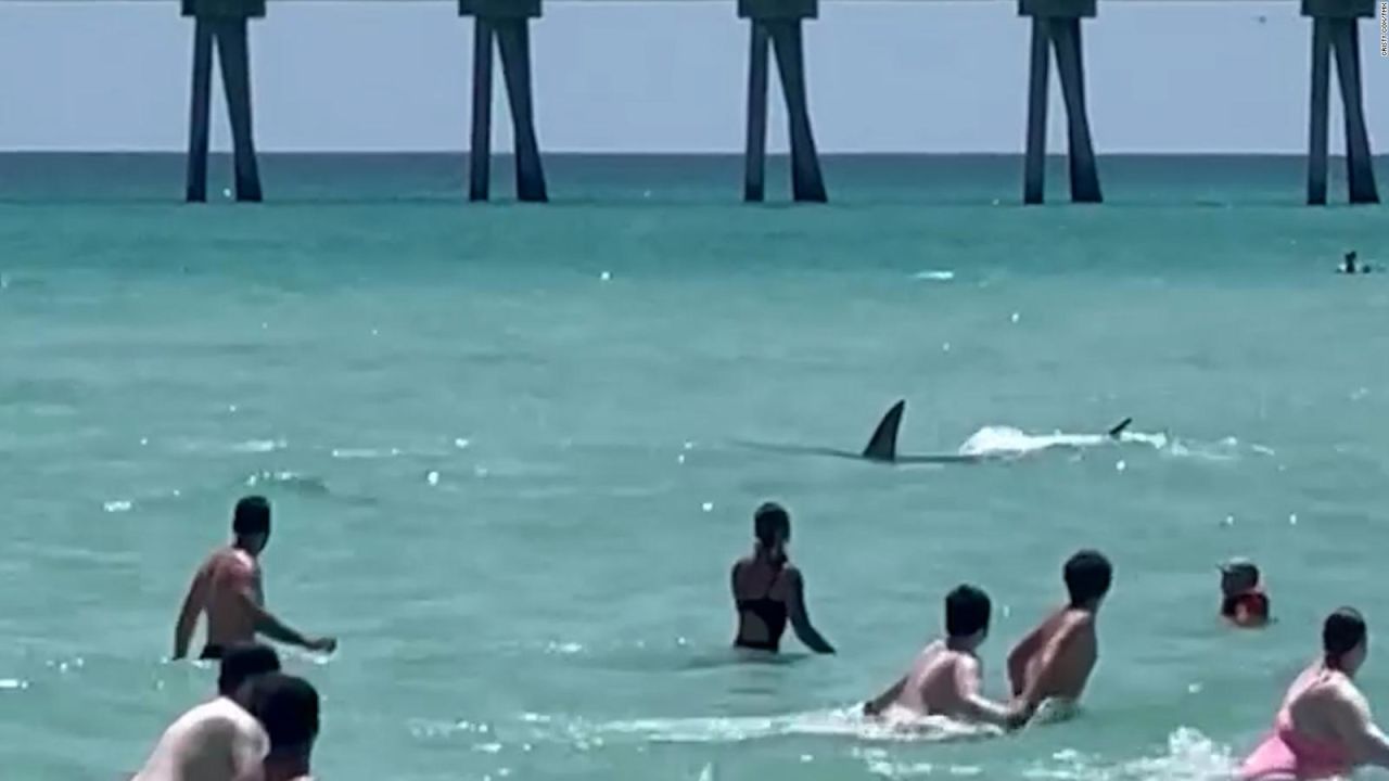 CNNE 1417112 - tiburon hace huir a los banistas de una playa en florida