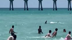 CNNE 1417112 - tiburon hace huir a los banistas de una playa en florida