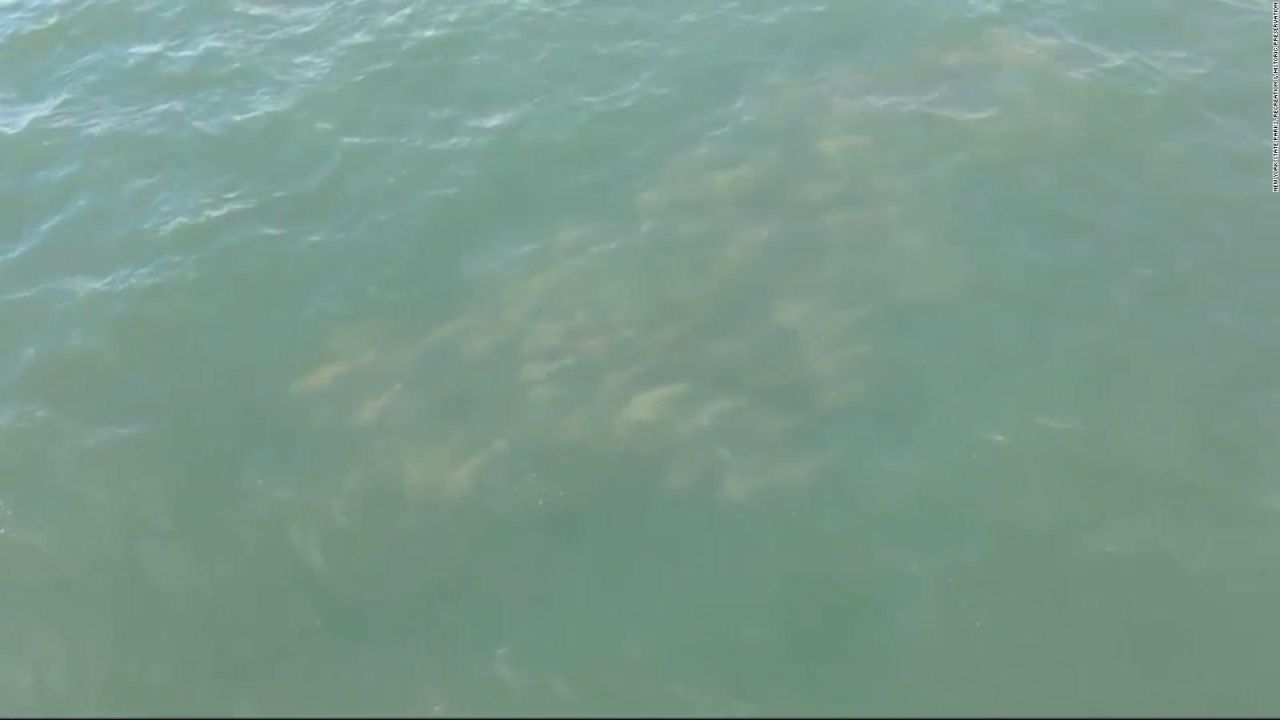 CNNE 1418828 - video capta a un banco de peces nadando en long island