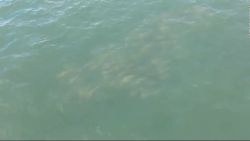 CNNE 1418828 - video capta a un banco de peces nadando en long island