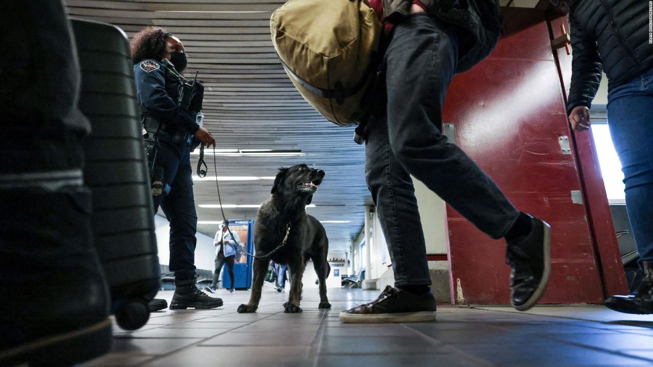 CNNE 1421137 - las reglas que proponen para mantener a ee-uu- sin casos de rabia canina