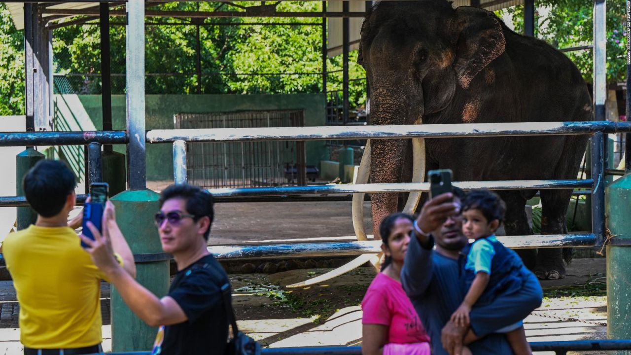 CNNE 1421200 - conoce a sak surin, un elefante convertido en una celebridad