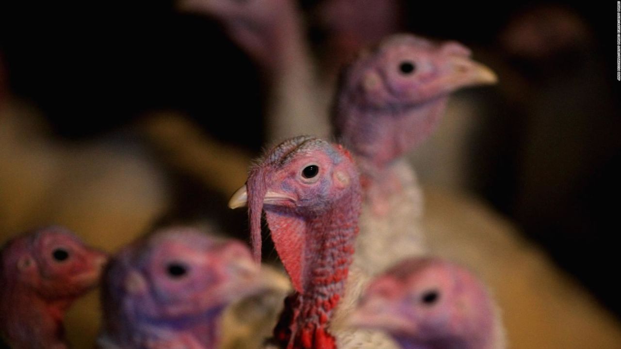 CNNE 1421428 - oms- la gripe aviar seria un riesgo para la humanidad