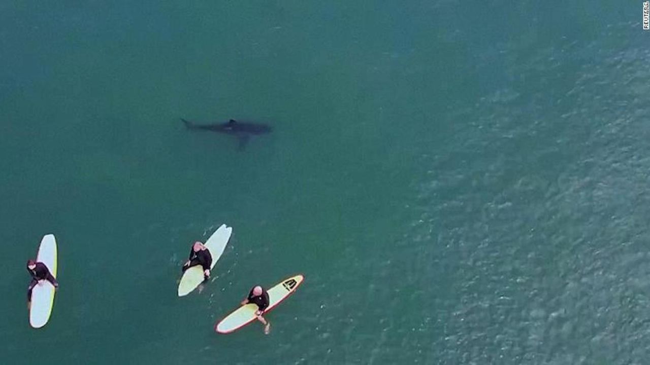 CNNE 1422025 - mira como este tiburon nada cerca de un grupo de surfistas