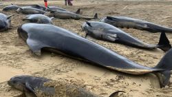 CNNE 1422761 - mas de 40 ballenas mueren encalladas en escocia