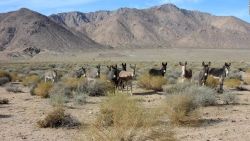 CNNE 1422940 - hallan burros silvestres muertos en death valley