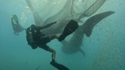 CNNE 1424441 - mira el heroico rescate de tiburones ballena atrapados en el oceano