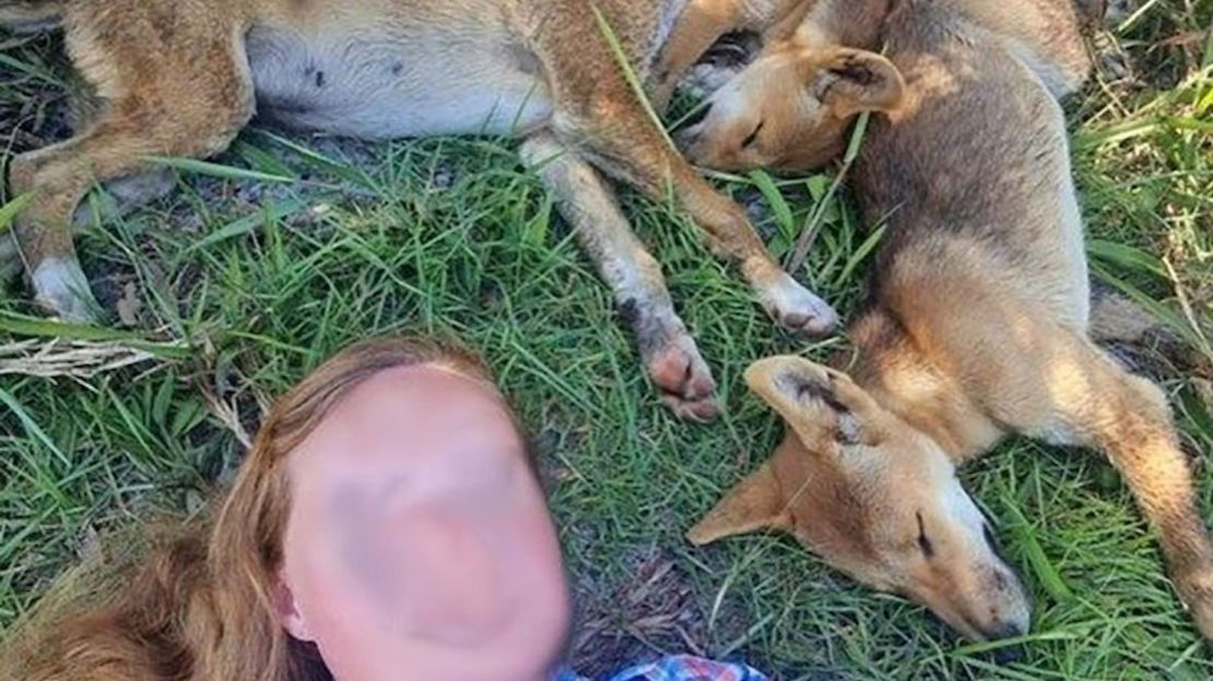 Las autoridades de Vida Silvestre de Queensland, Australia, dijeron que esta turista, que posó para una selfie con cachorros de dingos tuvo suerte de que su madre no estuviera cerca.