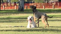 CNNE 1425091 - dia mundial del perro- todo lo que necesita tu mascota