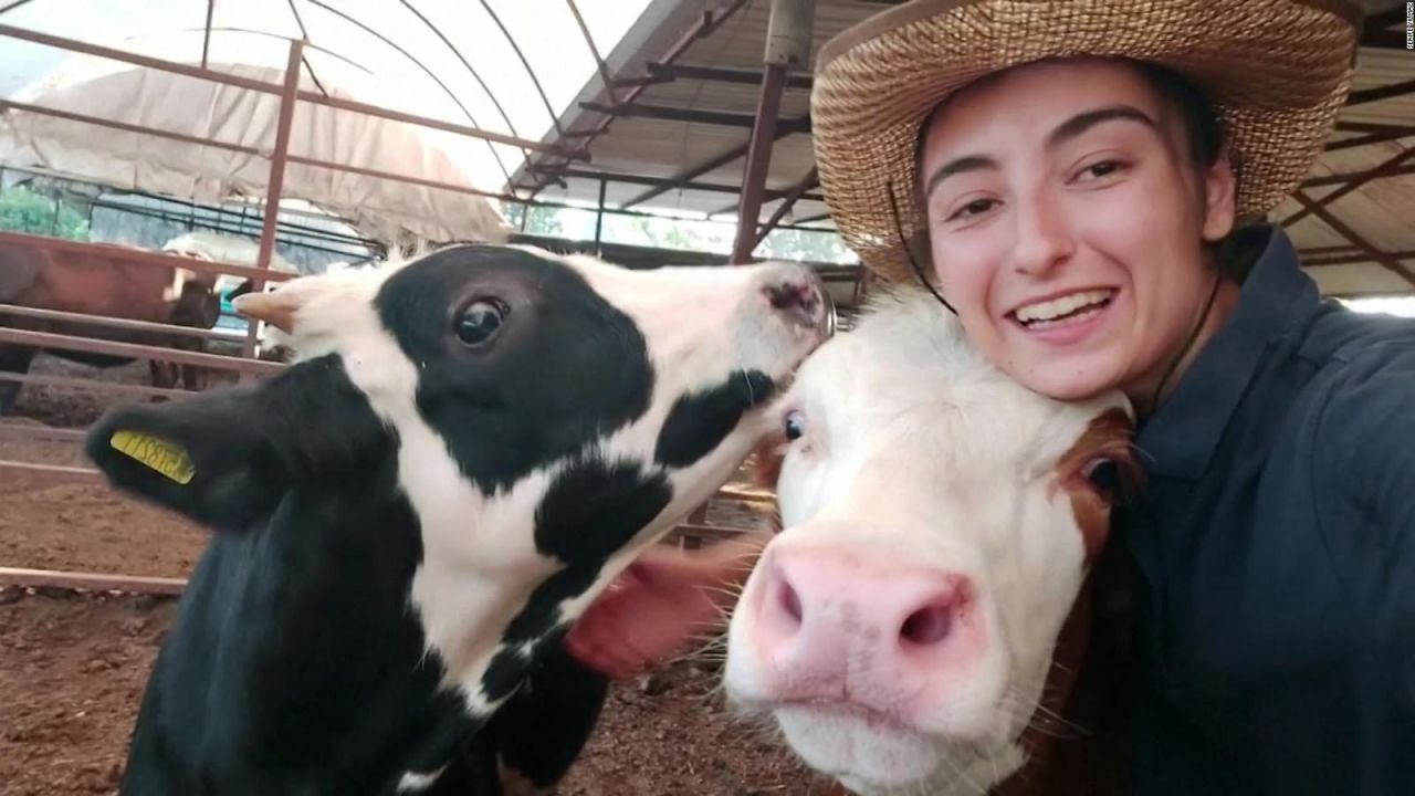 CNNE 1425163 - mira a la vaca que le gusta salir en selfies