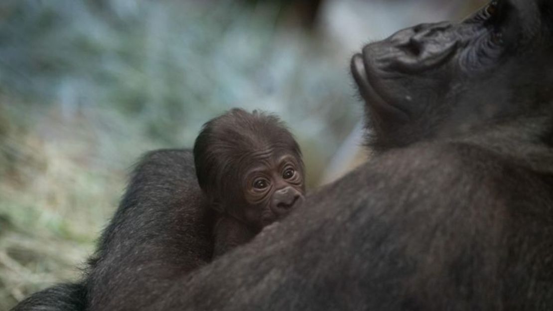 Los cuidadores del Zoológico y Acuario de Columbus descubrieron que Sully, un gorila que pensaban que era macho, había dado a luz inesperadamente.